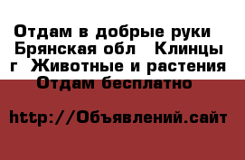 Отдам в добрые руки - Брянская обл., Клинцы г. Животные и растения » Отдам бесплатно   